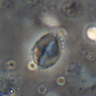 Asapholithos porosuturalis 13510