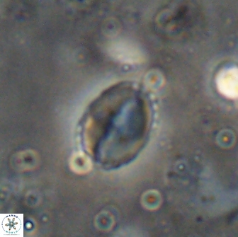 Asapholithos porosuturalis 13510
