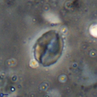 Asapholithos porosuturalis 13511