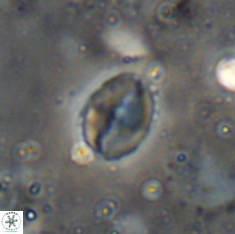 Asapholithos porosuturalis 13511