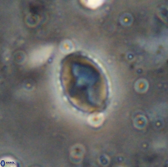 Asapholithos porosuturalis 13512