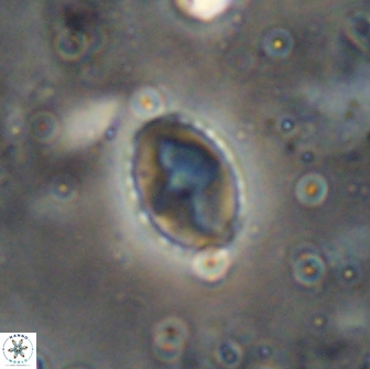 Asapholithos porosuturalis 13512