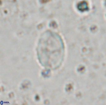 Asapholithos porosuturalis 13514