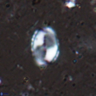 Asapholithos porosuturalis 13515