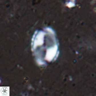 Asapholithos porosuturalis 13515