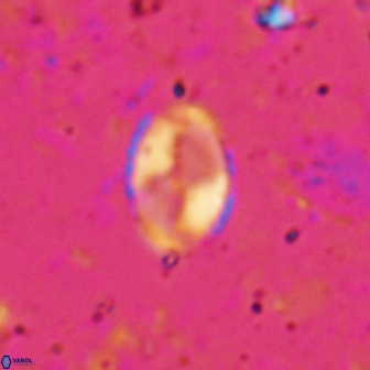 Asapholithos porosuturalis 13516