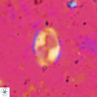Asapholithos porosuturalis 13516