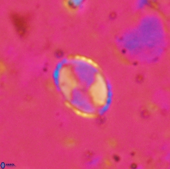 Asapholithos porosuturalis 13519