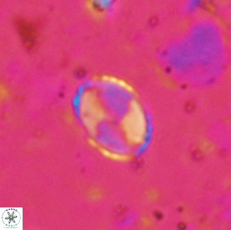 Asapholithos porosuturalis 13519