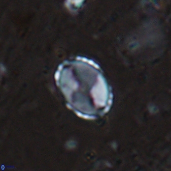 Asapholithos porosuturalis 13520