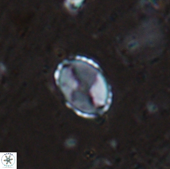 Asapholithos porosuturalis 13520