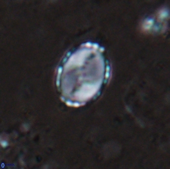 Asapholithos porosuturalis 13521