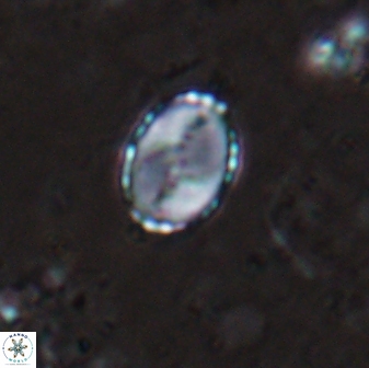 Asapholithos porosuturalis 13521