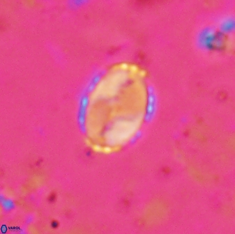 Asapholithos porosuturalis 13522