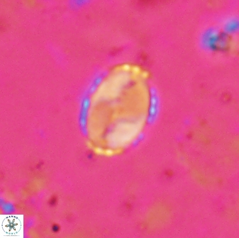 Asapholithos porosuturalis 13522