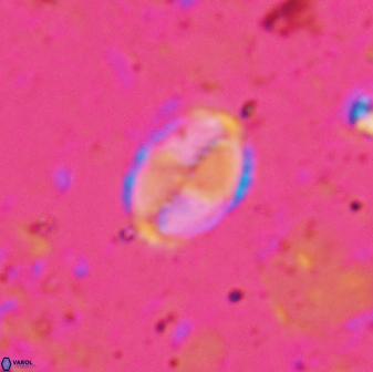 Asapholithos porosuturalis 13523