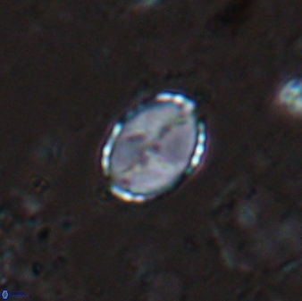 Asapholithos porosuturalis 13524