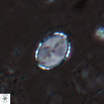 Asapholithos porosuturalis 13524