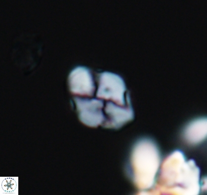 Asapholithus anfractus 10905
