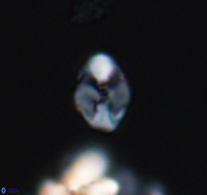 Asapholithus anfractus 10907