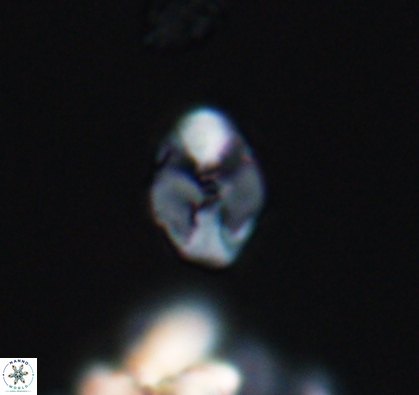 Asapholithus anfractus 10907
