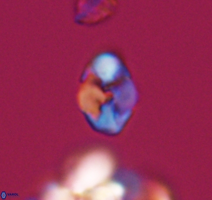 Asapholithus anfractus 10908