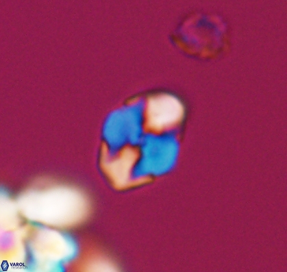 Asapholithus anfractus 10910