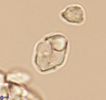 Asapholithus anfractus 10911