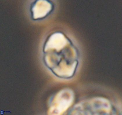 Asapholithus anfractus 10912