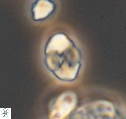 Asapholithus anfractus 10912