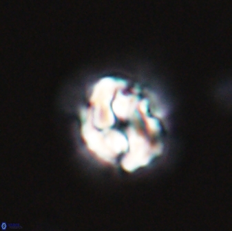 Asinithistimorfi aubryae 24727