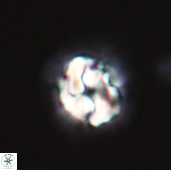 Asinithistimorfi aubryae 24727