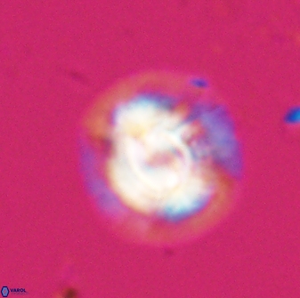 Asinithistimorfi aubryae 24728