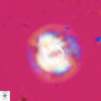Asinithistimorfi aubryae 24728