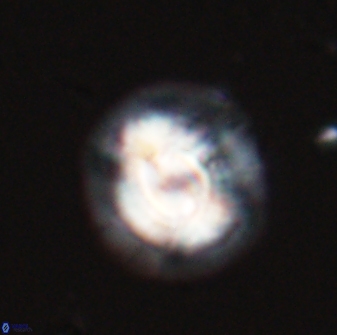 Asinithistimorfi aubryae 24729