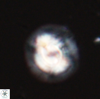 Asinithistimorfi aubryae 24729