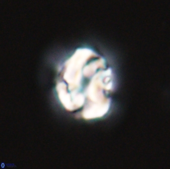 Asinithistimorfi aubryae 24730