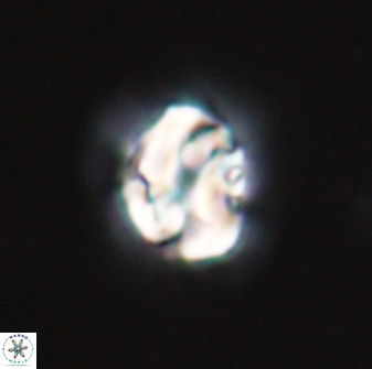 Asinithistimorfi aubryae 24730