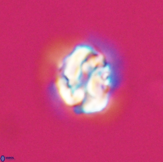 Asinithistimorfi aubryae 24731