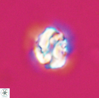 Asinithistimorfi aubryae 24731