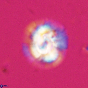 Asinithistimorfi aubryae 24732