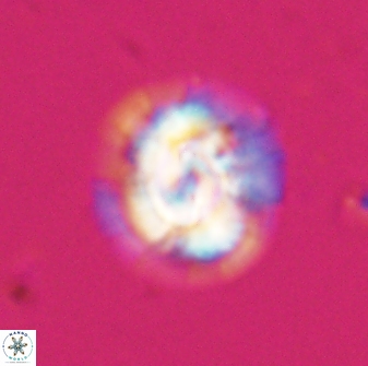 Asinithistimorfi aubryae 24732