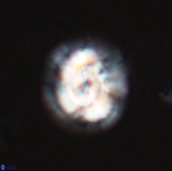 Asinithistimorfi aubryae 24733