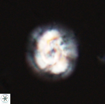 Asinithistimorfi aubryae 24733