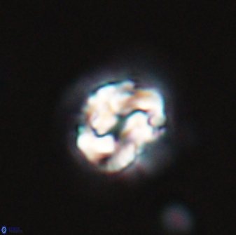 Asinithistimorfi aubryae 24734