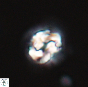 Asinithistimorfi aubryae 24734