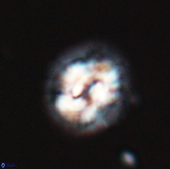 Asinithistimorfi aubryae 24735