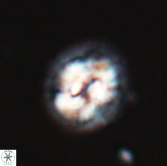 Asinithistimorfi aubryae 24735
