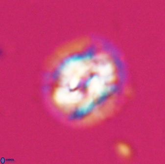 Asinithistimorfi aubryae 24736