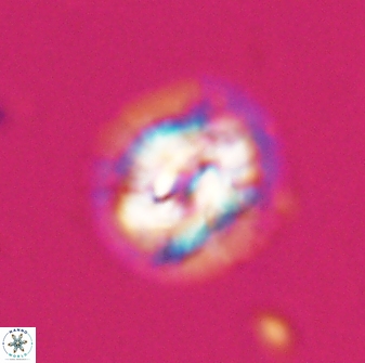 Asinithistimorfi aubryae 24736